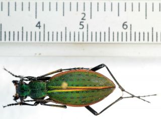 Ceroglossus buqueti sybarita VERY RARE ONLYONE Carabidae Cicindelidae Coleoptera 2