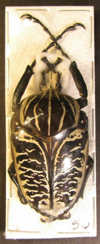 Rare Goliathus Albosignatus Bohemanni Pair Male 58mm.  Female 41mm Ref 16