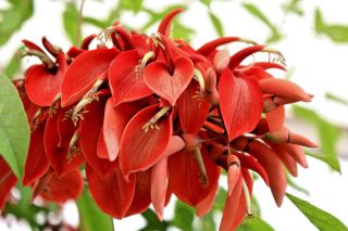 Erythrina Arborescens,  Rare Red Sunshine Coral Tree Tropical Fresh Seed 10 Seeds