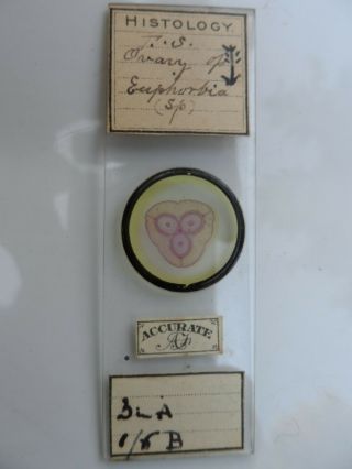 Antique Victorian Microscope Slide Accurate Histology Ovary Of Euphorbia