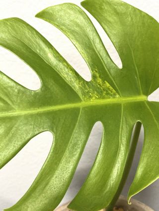 Variegated Monstera Aurea (marmorata) variegata Plant - rare aroid - Green Var. 3
