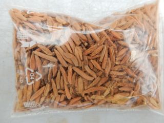 Adenium Socotranum 100 Seeds - Succulent - Caudex - Rare - Socotra