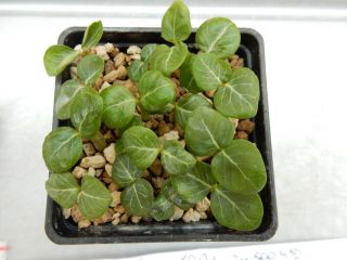 Adenium socotranum 100 seeds - Succulent - Caudex - Rare - Socotra 2