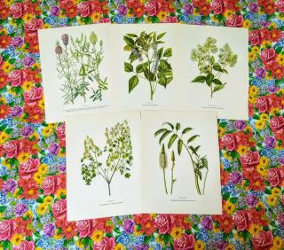 Vintage Botanical Prints Set Of 5 1950s Book Plate Plants Prints To Frame