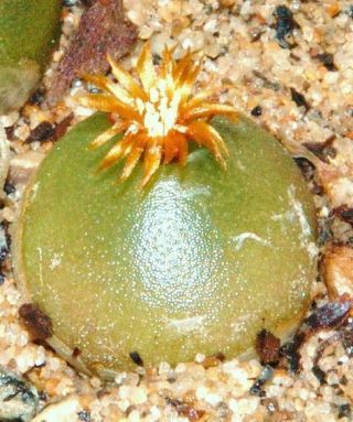 Conophytum Hammeri,  Exotic Cone Cactus Rare Living Stones Mesemb Seed - - 15 Seeds