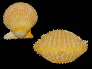 Seashell Lindapecten Muscosus Fantastic Yellow Specimen Rare Species 30.  1 Mm G