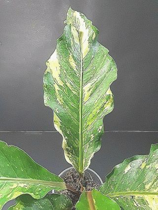 Anthurium Camo Thai Hybird Variegated,  Aroid,  Collector Rare /philodendron