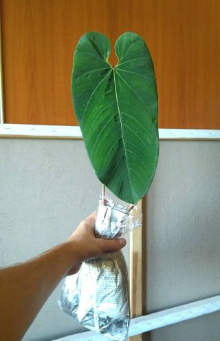 Velvet Anthurium Panguiensi Extremely Rare And Species Aroid Large Live