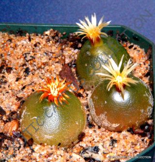 Rare Conophytum Hammeri Exotic Cone Cactus Living Stones Mesemb Seed - 15 Seeds
