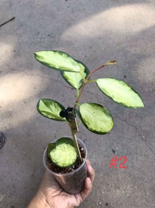 Hoya Australis Lisa /well Rooted Plant /rare 2