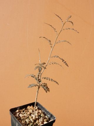 Boswellia Socotrana - Succulent - Caudex - Rare - Socotra - Yemen - Seedling