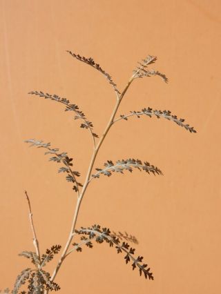Boswellia socotrana - Succulent - Caudex - Rare - Socotra - Yemen - Seedling 2