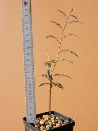 Boswellia socotrana - Succulent - Caudex - Rare - Socotra - Yemen - Seedling 3