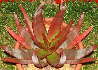Aloe Capitata Gneissicola Exotic Cacti Succulent Rare Cactus Seed Agave 20 Seeds