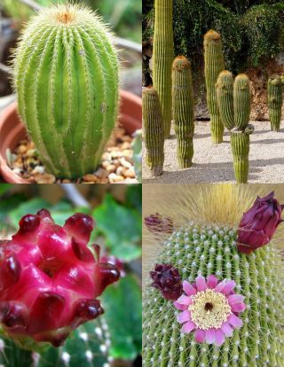 Neobuxbaumia Polylopha Rare Cactus Exotic Succulent Cacti Cereus Seed - 15 Seeds