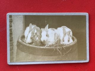 Cdv Animal Study The Rabbits Portrait Rare Subject 1870s Cdv Photo