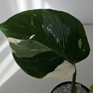 Xl Philodendron White Wizard Cutting Rare Aroid Monstera