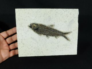 A 50 Million Year Old Knightia Eocaena Fish Fossil From Wyoming 1143gr E