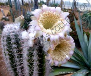 Rare Pilosocereus Palmeri Exotic Blue Color Columnar Cacti Cactus Seed 20 Seeds