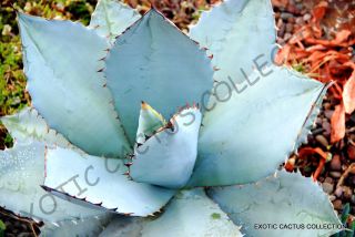 Rare Agave Titanota Blue @ Hardy Exotic Succulent Aloe Rose Plant Seed 15 Seeds