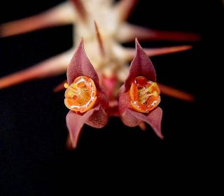 Rare Euphorbia Sakarahaensis,  Exotic Caudex Madagascar Cacti Bonsai Seed 5 Seeds