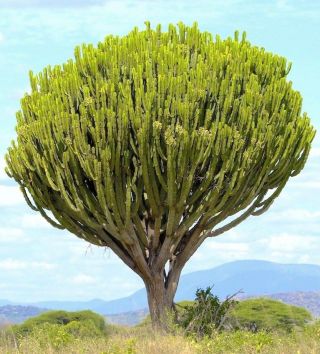 Rare Euphorbia Ingens Candelabrum Exotic Cactus Candelabra Tree Seed 5 Seeds