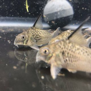 Rare Corydoras Armatus 5 Fish Group