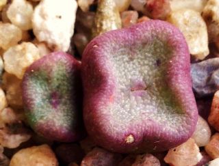 Conophytum Cubicum,  Rare Mesemb Exotic Succulents Seed Living Stones - - 15 Seeds