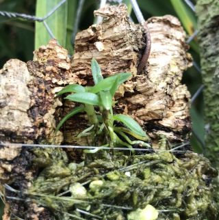 Dendrobium Cyanocentrum Rare Warm - Growing Miniature Orchid Species