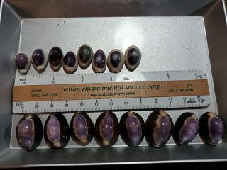 Sailor Valentine Liquidation All Sea Shells Tiny Rare Vintage Cowry Purple (10)