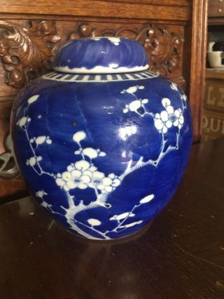 Rare Large Size Antique Chinese Ginger Jar 19th Century Kangxi Prunus Tree