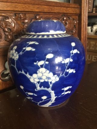 Rare Large Size Antique Chinese Ginger Jar 19th Century Kangxi Prunus Tree 2