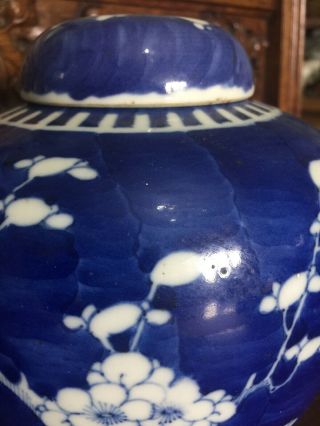 Rare Large Size Antique Chinese Ginger Jar 19th Century Kangxi Prunus Tree 3
