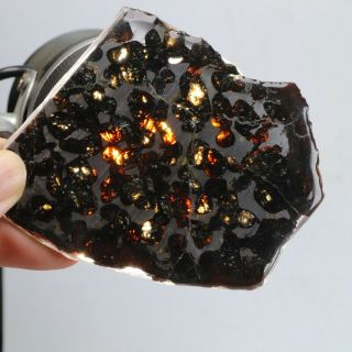 43g Rare Slices Of Kenyan Pallasite Olive Meteorite A3936