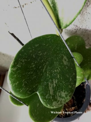 Hoya Kerrii Splash,  Rooted Plant Of Leaves Hoya,  Hoya Plant,  Rare