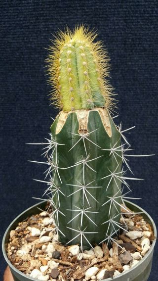 Pilosocereus Lanuginosus Variegated Rare Cactus
