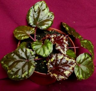 Begonia Plant Ignita 4 " Pot Rare Terrarium