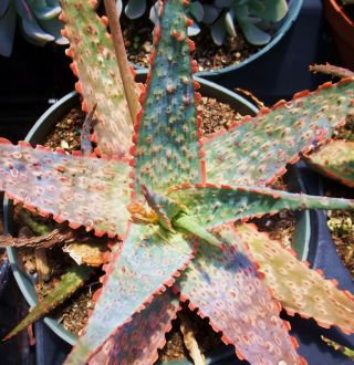 Aloe Cultivar Fire Coral Exotic Hybrid Rare Color Succulent Cacti Seed 10 Seeds