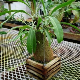 Myrmephytum Sp.  Yellow Fruit–rare Ant Plant,  Spiny Caudex For Bonsai,  Blue Flowers