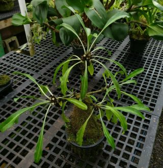 Myrmephytum sp.  Yellow Fruit–rare ant plant,  spiny caudex for bonsai,  blue flowers 2