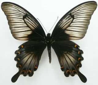 Papilio Ascalaphus Ascalaphus Female Rare Dark Form From Palolo Palu,  Sulawesi