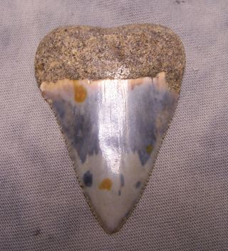 2 1/8 " Great White Shark Tooth Bone Valley Color Teeth Fossil Jaw Huge & Rare