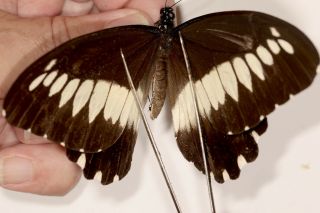 Papilionidae Papilio Filaprae Female Rare From Cameroon