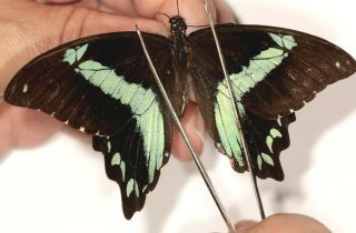 Papilionidae Papilio Sosia Puchra ? Rare Female From Cameroon