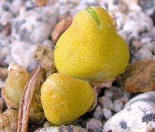 Oophytum Nordenstamii,  Rare Living Stones Mesembs Rock Succulent Seed - - 15 Seeds