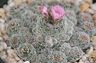 Gymnocalycium Bruchi @@ Rare Cactus Seed Cacti 20 Seeds