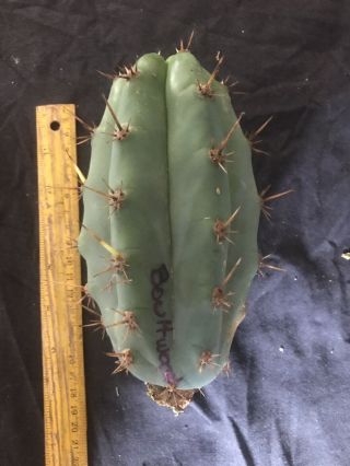Echinopsis Sp.  “boultwood” Rare Release