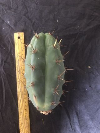 Echinopsis Sp.  “Boultwood” Rare Release 2