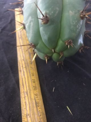 Echinopsis Sp.  “Boultwood” Rare Release 3