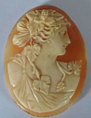 Antique Carved Shell Cameo Plaque For Brooch / Pin,  4.  4 X 3.  4 Cm